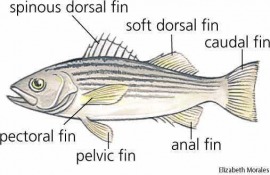 Fin