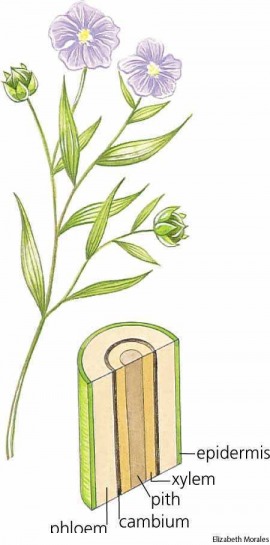 FLAX