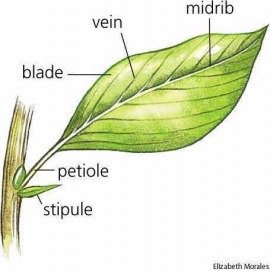 LEAF