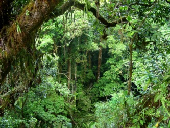 1624.Jungle.jpg