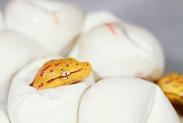 1945.BabySnake.jpg