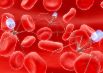 Ebola Hemorrhagic Virus