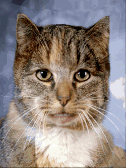 _MORF4.GIF