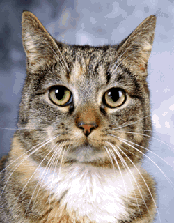 _MORF5.GIF