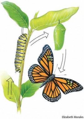 metamorphosis