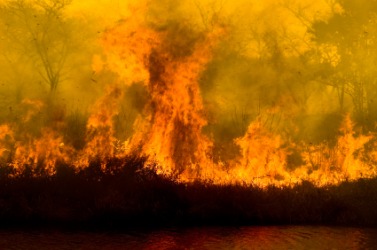 A bush fire. A bush fire.