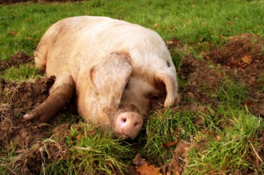 A pig wallows in the mud. A pig wallows in the mud.