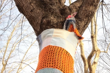 This tree is a victim of yarn bombing. This tree is a victim of yarn bombing.