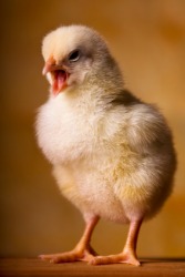 Cheep is the sound a baby chick makes. Cheep is the sound a baby chick makes.