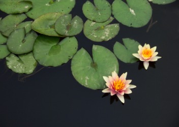 The water lily has emersed. The water lily has emersed.