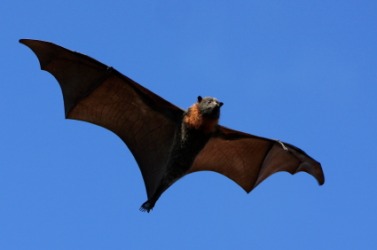 Bats are nocturnal. Bats are nocturnal.