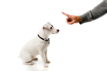 This little dog knows how to obey. This little dog knows how to obey.