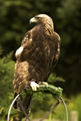 The golden eagle is a regal bird. The golden eagle is a regal bird.