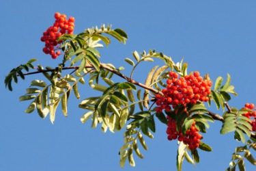 Some red berries on a branch. Some red berries on a branch.
