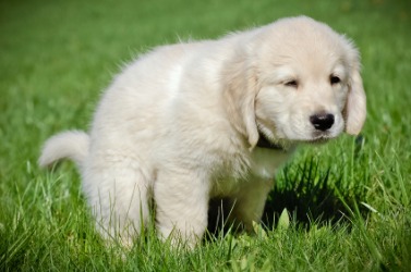 A little dog does his doody. A little dog does his doody.