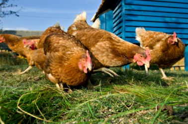 These chickens are herbivores. These chickens are herbivores.
