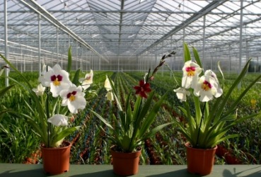 These orchids in a greenhouse is an example of jarovize. These orchids in a greenhouse is an example of jarovize.