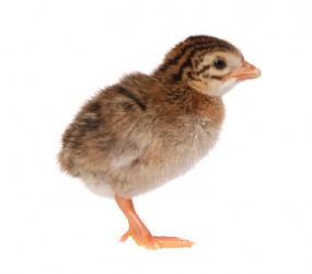 A one day old keet. A one day old keet.
