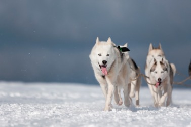 This dog is the leader of the dog sled team. This dog is the leader of the dog sled team.
