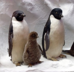 A family of penguins. A family of penguins.