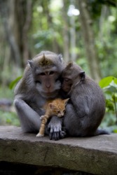 A pair of monkeys adopt a kitten. A pair of monkeys adopt a kitten.