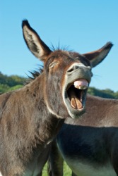 A mule might balk. A mule might balk.