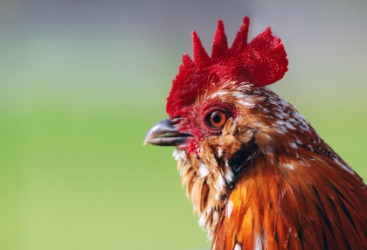 A banty rooster. A banty rooster.
