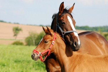 A horse with her colt. A horse with her colt.