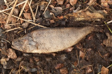 A dead fish can smell pretty foul. A dead fish can smell pretty foul.