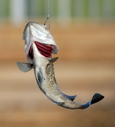 The gills of this fish are clearly visible. The gills of this fish are clearly visible.