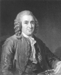 A portrait of Carl Linnaeus. A portrait of Carl Linnaeus.