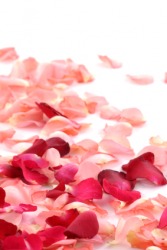 Pink and red rose petals. Pink and red rose petals.