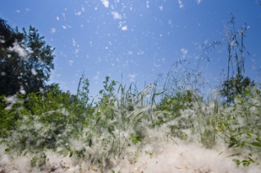 Particles of airborne pollen. Particles of airborne pollen.