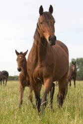 This horse has been bred to produce this foal. This horse has been bred to produce this foal.
