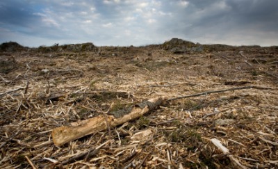 The depletion of a forest. The depletion of a forest.