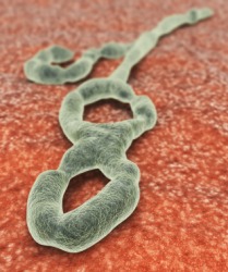 A depiction of the ebola virus. A depiction of the ebola virus.