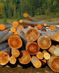 A pile of logs. A pile of logs.