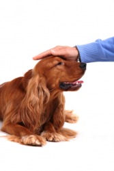 This dog is being petted. This dog is being petted.