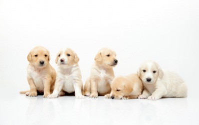 Each of these puppies is a quin. Each of these puppies is a quin.
