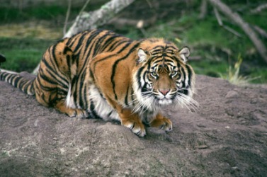 A beautiful tiger. A beautiful tiger.