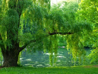 A beautiful willow by a pond. A beautiful willow by a pond.