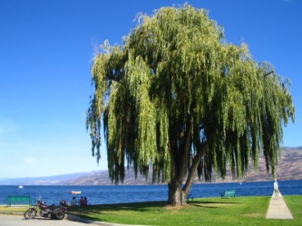 The weeping willow tree. The weeping willow tree.