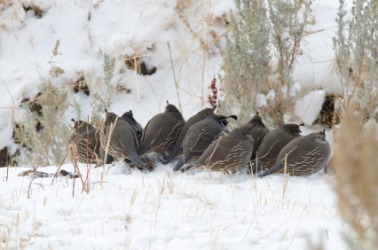 A bevy of quail. A bevy of quail.