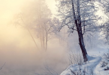 Trees enveloped in mist. Trees enveloped in mist.