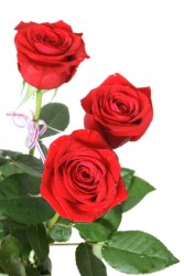 A few roses. A few roses.