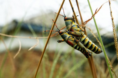 A pair of locust. A pair of locust.