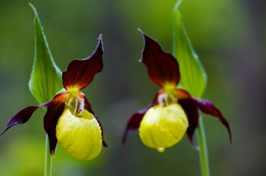 These lady slippers are orchid flowers. These lady slippers are orchid flowers.