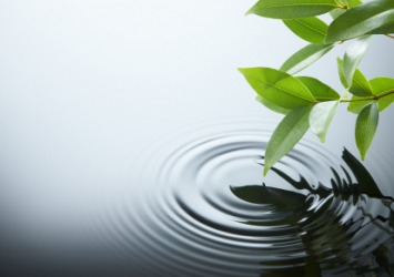 A ripple in a pond. A ripple in a pond.