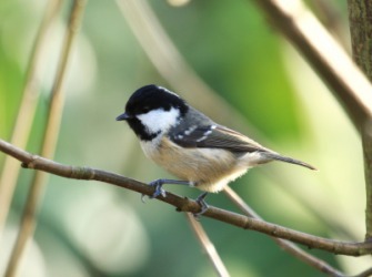 The titmouse is called a tit. The titmouse is called a tit.