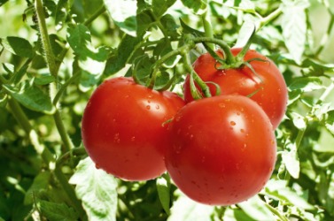 Three ripe tomatoes. Three ripe tomatoes.